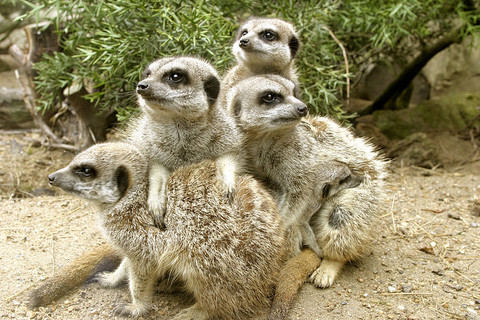 Meerkat Family. Sometimes a little shy.